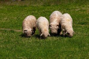sheep grazing on a green meadow in the Polish Tatra Mountains on a warm summer day photo