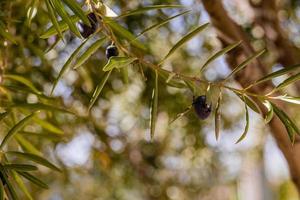 black ripe organic olives on the autumn tree in front of thugs on a warm sunny day photo