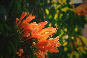 original orange flowers among green leaves in the warm afternoon sun in close-up photo