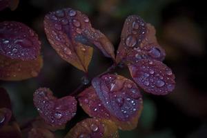 red leaves of a bush in the warm autumn sun after a cold rain photo