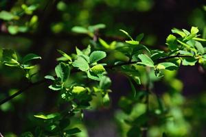 twig with young fresh spring green leaves on a warm sunny day photo