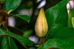 blanco magnolia en contra el fondo de verde hojas en un árbol en un calentar lluvioso día foto