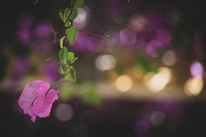 delicate pink bougainvillea flower on a tree on a warm spring day photo