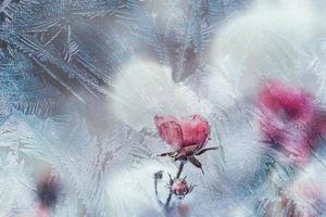 pink rose with white snow in the garden on a frosty day photo