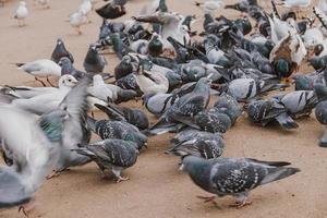 birds, pigeons and terns during winter feeding in a park in Poland photo