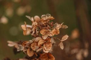 brown withered ornamental flowers in the garden on a cool autumn day photo