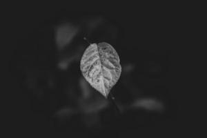 lonely single delicate autumn leaf on a natural background photo