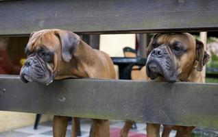 marrón cabeza perro criador Boxer mirando mediante un de madera cerca foto