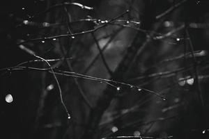 autumn branches of a tree dressed in leaves and raindrops shining in the sun photo
