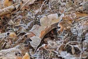 un otoño alfombra de roble hojas cubierto con Mañana escarcha foto