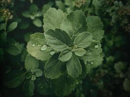 verano planta con gotas de lluvia en verde hojas foto