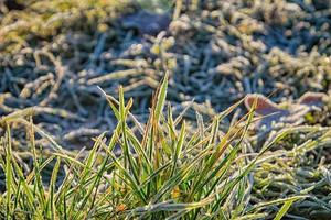 green grass covered with frost in the morning light photo