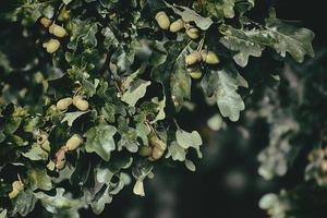 green autumn acorns on the branch of an oak among the leaves photo