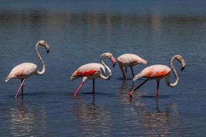 bird white-pink flamingo on a salty blue lake in calpe spain photo