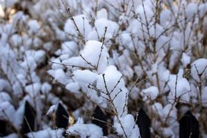 invierno antecedentes con Delgado cubierto de nieve árbol ramas de cerca foto