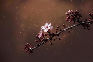 blooming fruit tree with white flowers on a sunny spring day photo