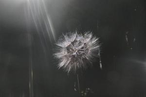 white dandelion in the meadow over green background photo