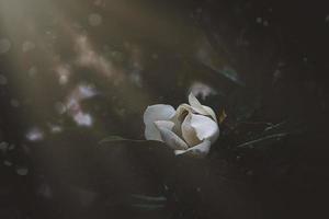 large white magnolia against a background of dark green leaves on a tree in spring day photo