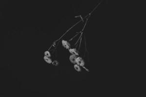 misterioso otoño flor en un negro antecedentes en un delicado Mancha ligero foto