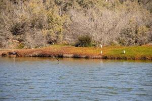 natural scenery lake on the spanish canary island gran canaria in maspalomas with water, dunes plants and wild birds photo