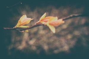 delicate leaves on branches in the warm spring sunshine in March photo