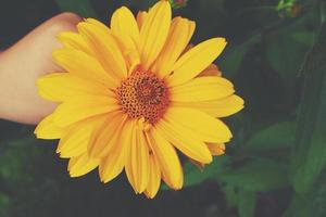 yellow flowers growing in the garden among green foliage background on a warm summer day in close-up photo