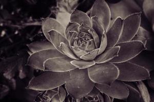 green cactus succulent creating an original background in close-up photo