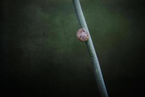 snail on a plant stem over a green background in close-up in a meadow photo