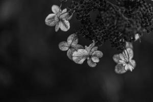 brown withered ornamental flowers in the garden on a cool autumn day photo