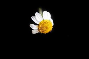 white chamomile flower on a black background in close-up photo