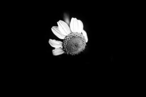 white chamomile flower on a black background in close-up photo