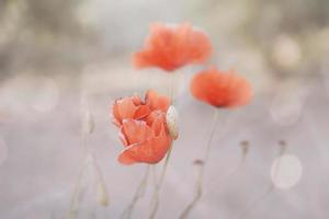 de cerca r ed amapola en un primavera prado en un pastel antecedentes foto