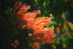 original orange flowers among green leaves in the warm afternoon sun in close-up photo