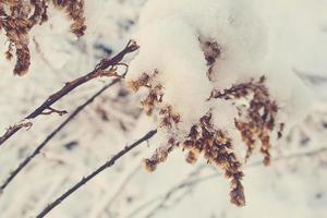 winter beautiful plant coated with frozen white snow and ice photo