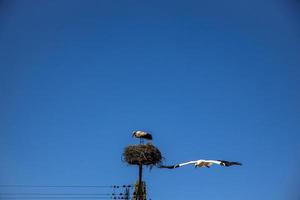 gratis aves cigüeñas en un antecedentes de el azul cielo en vuelo luchando para gniazo en el primavera foto