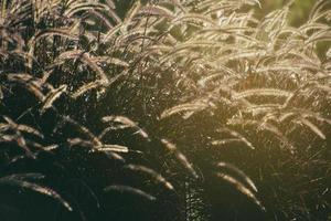 flowering grass lit from behind with a warm summer evening sun photo