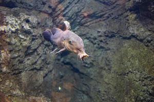 pequeño pescado animal nadando en el acuario de el zoo de zaragoza en España en un oscuro antecedentes foto