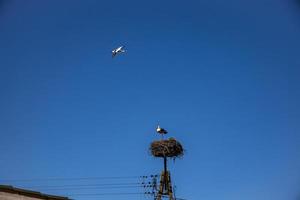 free birds storks on a background of the blue sky in flight fighting for gniazo in the spring photo