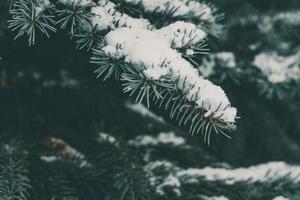 green branch of pine conifer covered with white fresh snow close-up in park photo