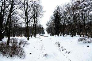 path in the parkin Warsaw Poland on a snowy winter day photo