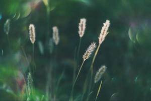 summer grass in a meadow in the warm summer sun on a green background photo