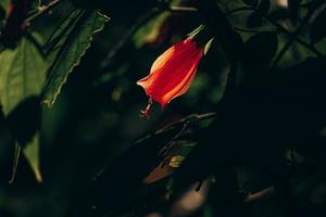 hibiscus flower on a green tree in the warm rays of the sun photo