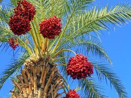 dates growing on a green palm tree on a background of blue sky photo