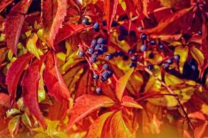 autumn red leaves of the early vines in the autumn warm sun photo