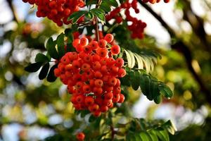 red rowan fruit on the tree among green leaves photo