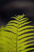 delicado verde rama de helechos en contra un oscuro primavera bosque fondo, foto