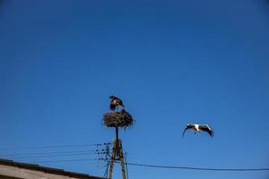 free birds storks on a background of the blue sky in flight fighting for gniazo in the spring photo