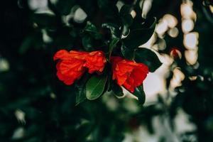 rojo granada flor en un árbol en el jardín en un primavera día en contra un verde antecedentes foto
