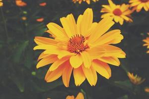 amarillo flores creciente en el jardín entre verde follaje antecedentes en un calentar verano día en de cerca foto