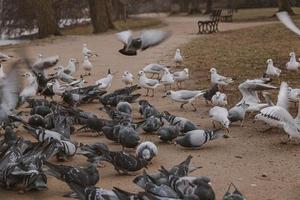 aves, palomas y charranes durante invierno alimentación en un parque en Polonia foto